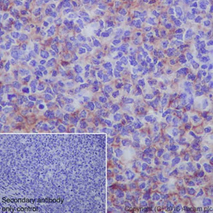 Immunohistochemistry (Formalin/PFA-fixed paraffin-embedded sections) - Anti-CD80 antibody [EPR1157(2)] - Low endotoxin, Azide free (AB224797)