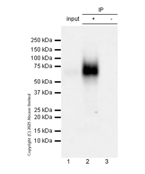 Immunoprecipitation - Anti-CD80 antibody [EPR1157(2)] - Low endotoxin, Azide free (AB224797)