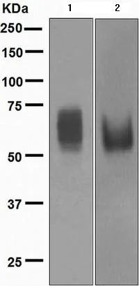Western blot - Anti-CD80 antibody [EPR1157(2)] - Low endotoxin, Azide free (AB224797)