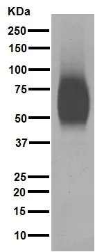 Western blot - Anti-CD80 antibody [EPR1157(2)] - Low endotoxin, Azide free (AB224797)