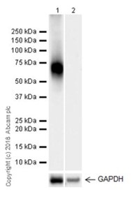 Western blot - Anti-CD80 antibody [EPR22127-317] (AB238481), expandable thumbnail
