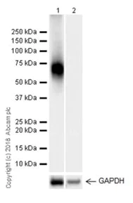 Western blot - Anti-CD80 antibody [EPR22127-317] - BSA and Azide free (AB238650)