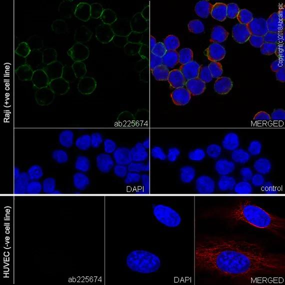 Immunocytochemistry/ Immunofluorescence - Anti-CD80 antibody [EPR22183] - BSA and Azide free (AB238648)