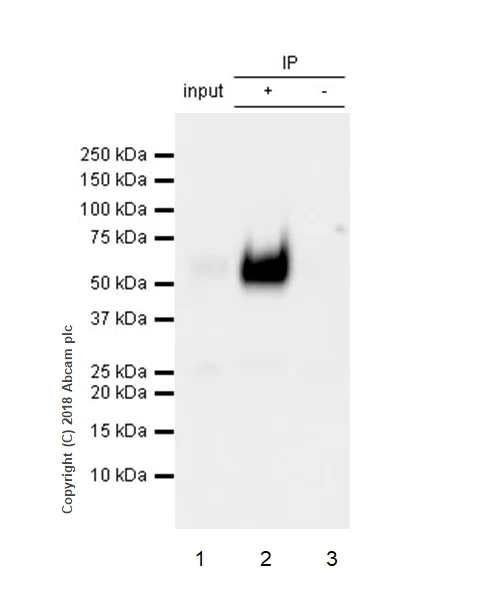 Immunoprecipitation - Anti-CD80 antibody [EPR22183] - BSA and Azide free (AB238648)