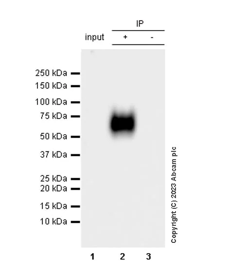 Immunoprecipitation - Anti-CD80 antibody [RM1104] (AB315857)