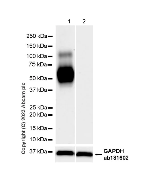 Western blot - Anti-CD80 antibody [RM1104] - BSA and Azide free (AB315858)