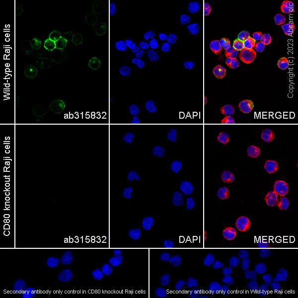 Immunocytochemistry/ Immunofluorescence - Anti-CD80 antibody [RM1133] - BSA and Azide free (AB315833)