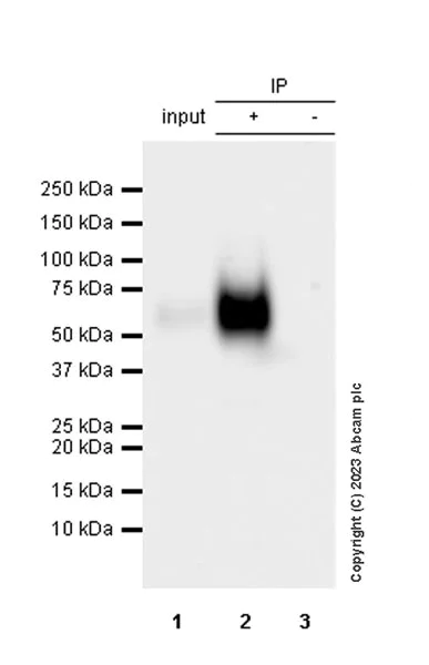 Immunoprecipitation - Anti-CD80 antibody [RM1133] - BSA and Azide free (AB315833)