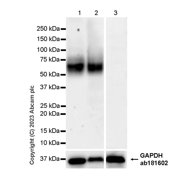 Western blot - Anti-CD80 antibody [RM1133] - BSA and Azide free (AB315833)
