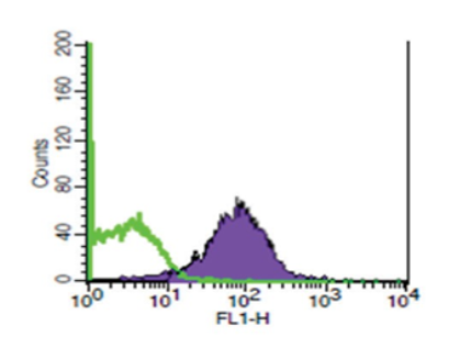 Flow Cytometry - Anti-CD81 antibody [A1504] (AB286173)