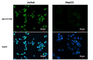 Immunocytochemistry/ Immunofluorescence - Anti-CD81 antibody (AB155760)