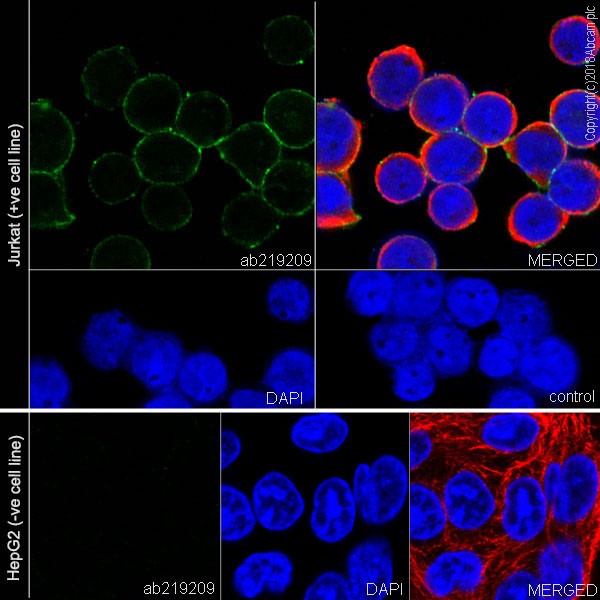 Immunocytochemistry/ Immunofluorescence - Anti-CD81 antibody [EPR21916] - BSA and Azide free (AB233692), expandable thumbnail