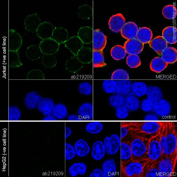 Immunocytochemistry/ Immunofluorescence - Anti-CD81 antibody [EPR21916] - BSA and Azide free (AB233692)