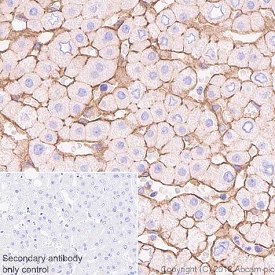 Immunohistochemistry (Formalin/PFA-fixed paraffin-embedded sections) - Anti-CD81 antibody [EPR21916] - BSA and Azide free (AB233692), expandable thumbnail
