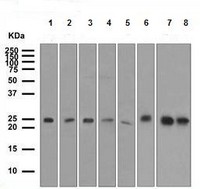 Western blot - Anti-CD81 antibody [EPR4244] (AB109201), expandable thumbnail