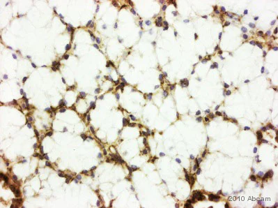 Immunohistochemistry (Formalin/PFA-fixed paraffin-embedded sections) - Anti-CD82 antibody (AB66400)