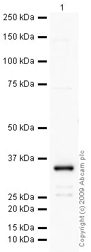 Western blot - Anti-CD82 antibody (AB66400)
