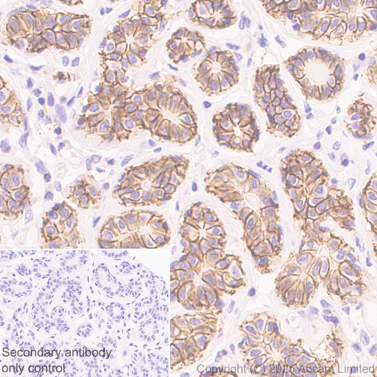 Immunohistochemistry (Formalin/PFA-fixed paraffin-embedded sections) - Anti-CD82 antibody [EPR30214-503] (AB324956)