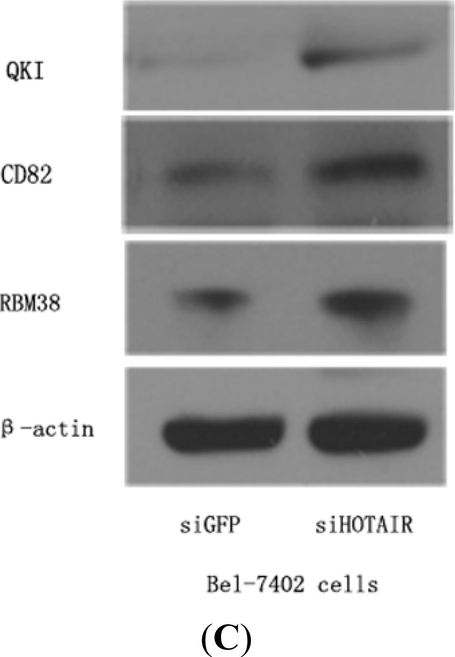 Western blot - Anti-CD82 antibody [EPR4112] (AB109529), expandable thumbnail