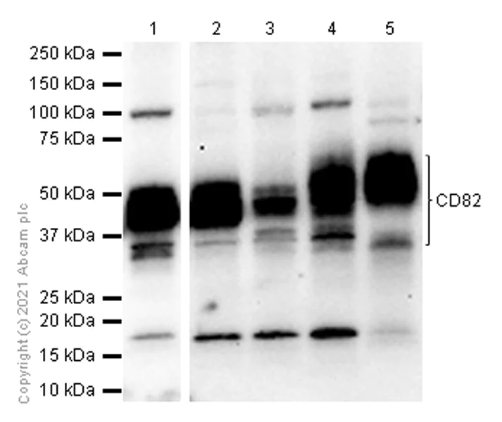 Western blot - Anti-CD82 antibody [EPR4112] - BSA and Azide free (AB226072)