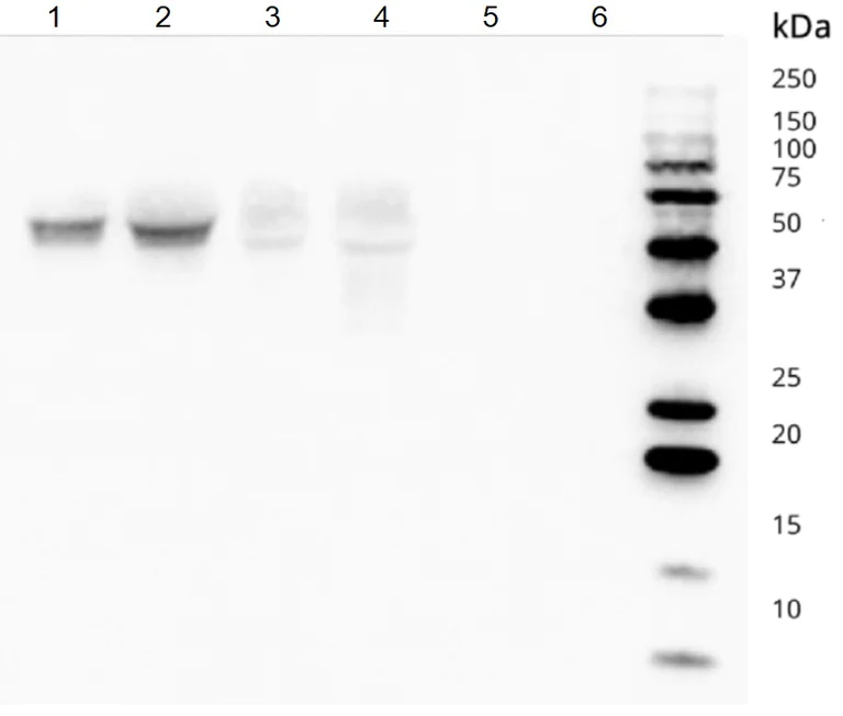Western blot - Anti-CD82 antibody [TS82b] - BSA and Azide free (AB59509)