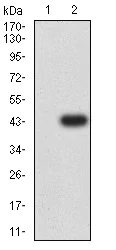 Western blot - Anti-CD83 antibody [8A4C11] (AB233782)