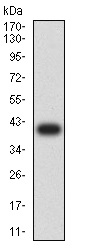 Western blot - Anti-CD83 antibody [8A4C11] (AB233782)