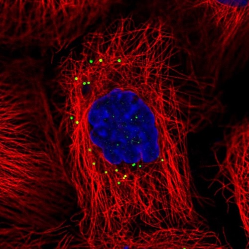 Immunocytochemistry/ Immunofluorescence - Anti-CD83 antibody (AB205343), expandable thumbnail