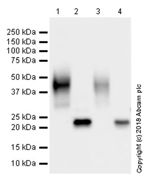 Western blot - Anti-CD83 antibody [EPR22405] (AB244204)