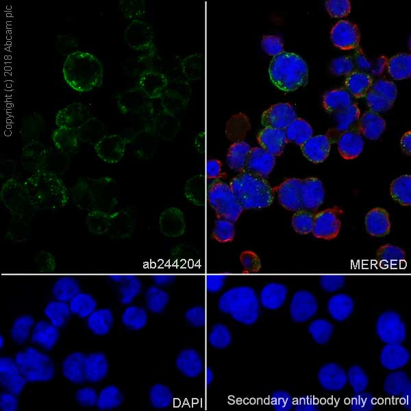 Immunocytochemistry/ Immunofluorescence - Anti-CD83 antibody [EPR22405] - BSA and Azide free (AB245986), expandable thumbnail