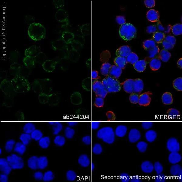 Immunocytochemistry/ Immunofluorescence - Anti-CD83 antibody [EPR22405] - BSA and Azide free (AB245986)