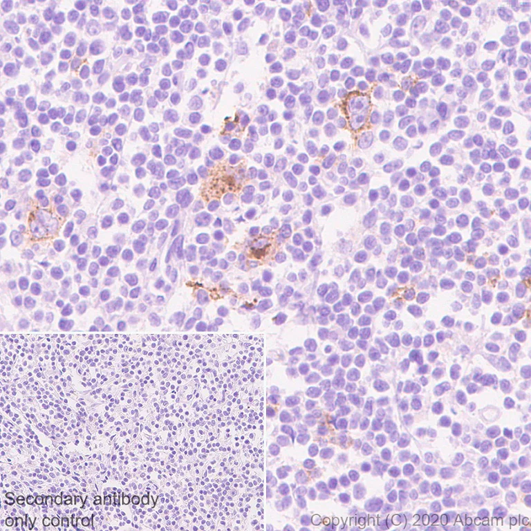 Immunohistochemistry (Formalin/PFA-fixed paraffin-embedded sections) - Anti-CD83 antibody [EPR23809-19] - BSA and Azide free (AB275032)