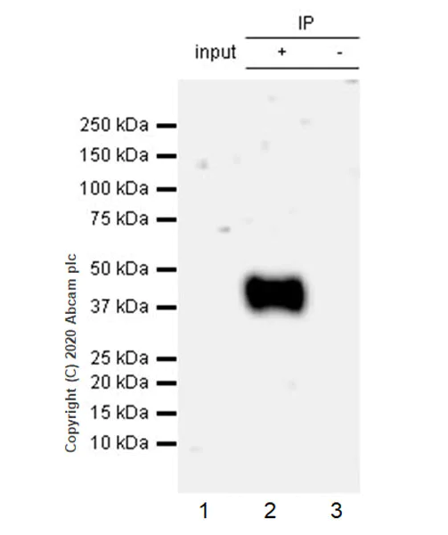 Immunoprecipitation - Anti-CD83 antibody [EPR23809-19] - BSA and Azide free (AB275032)