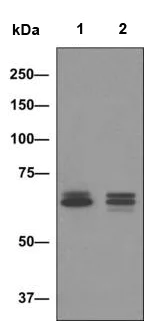 Western blot - Anti-CD84 antibody [EPR8324] (AB137049)