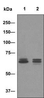 Western blot - Anti-CD84 antibody [EPR8324] - BSA and Azide free (AB226163)