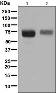 Western blot - Anti-CD84 antibody [EPR8325] (AB131256), expandable thumbnail