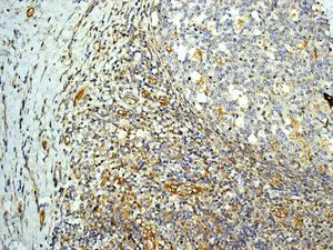 Immunohistochemistry (Formalin/PFA-fixed paraffin-embedded sections) - Anti-CD84 antibody [EPR8325] - BSA and Azide free (AB248392)