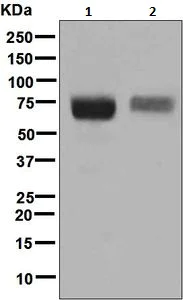 Western blot - Anti-CD84 antibody [EPR8325] - BSA and Azide free (AB248392)