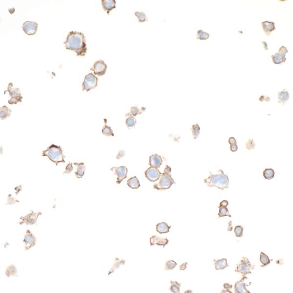 Immunocytochemistry - Anti-CD86 antibody [BLR029F] - BSA free (AB243886)