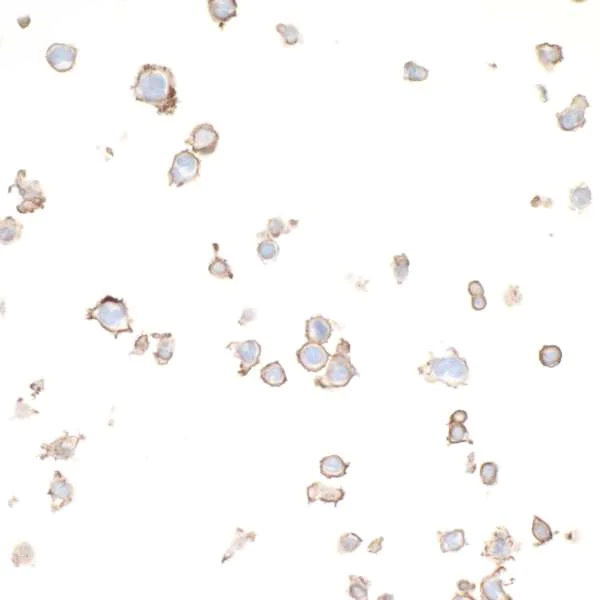 Immunocytochemistry - Anti-CD86 antibody [BLR029F] - BSA free (AB243886)