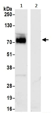 Immunoprecipitation - Anti-CD86 antibody [BLR029F] - BSA free (AB243886)