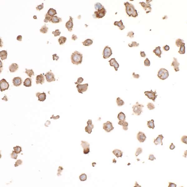 Immunocytochemistry - Anti-CD86 antibody [BLR030F] - BSA free (AB243887), expandable thumbnail
