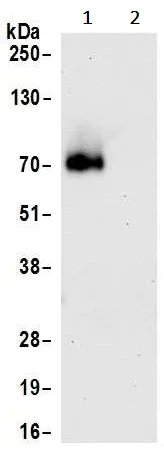 Immunoprecipitation - Anti-CD86 antibody [BLR030F] - BSA free (AB243887)