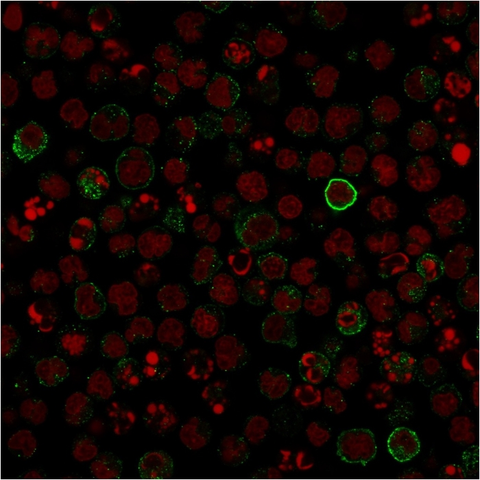 Immunocytochemistry - Anti-CD86 antibody [C86/1146] (AB220188), expandable thumbnail