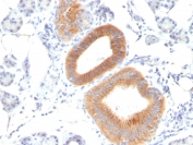 Immunohistochemistry (Formalin/PFA-fixed paraffin-embedded sections) - Anti-CD86 antibody [C86/1146] - BSA and Azide free (AB213045)