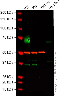Western blot - Anti-CD86 antibody [C86/1146] - BSA and Azide free (AB213045)