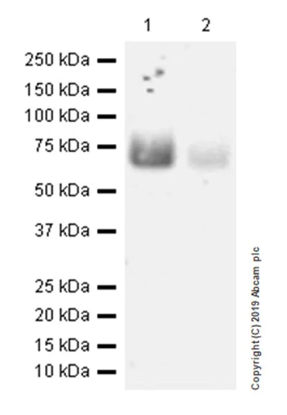 Western blot - Anti-CD86 antibody [EP1158-37] (AB269587)