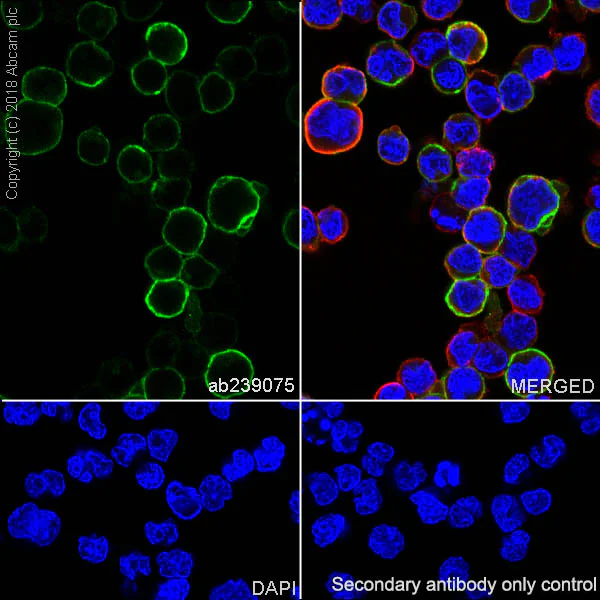 Immunocytochemistry/ Immunofluorescence - Anti-CD86 antibody [EPR21962] (AB239075)