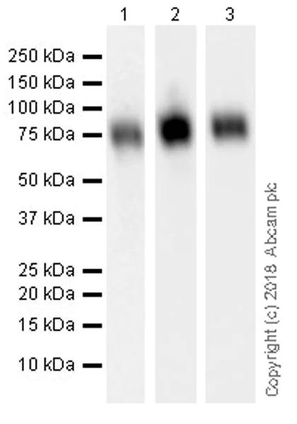 Western blot - Anti-CD86 antibody [EPR21962] (AB239075)