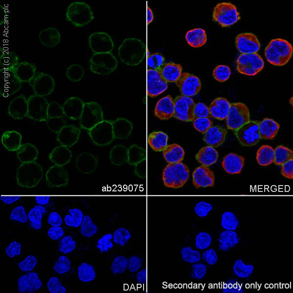 Immunocytochemistry/ Immunofluorescence - Anti-CD86 antibody [EPR21962] - BSA and Azide free (AB242020)